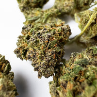 Sapphire Kush Hybride - Small buds